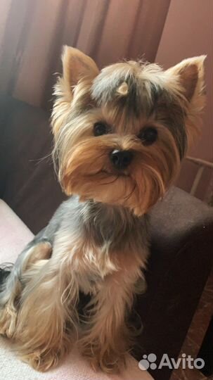 Йоркширский терьер. Вязка