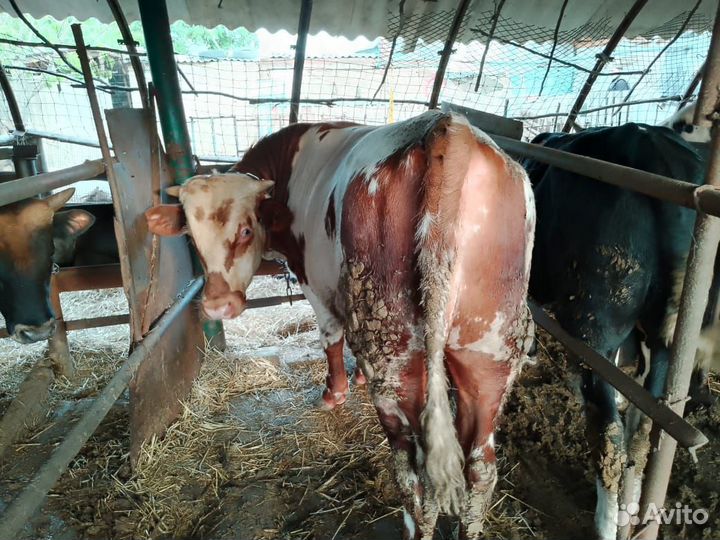 Бык на племя