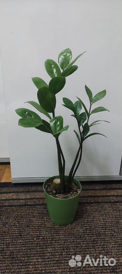 Замиокулькас