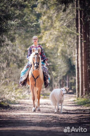 Аренда собак- Русских Псовых Борзых для фотосессии