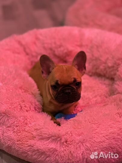 Французский бульдог мальчишки
