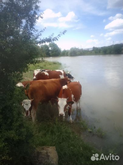 Бычки и телки