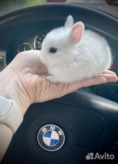 Декоративные мини кролики Гермелин