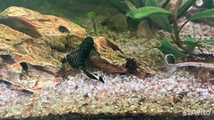 Анциструс вуалевый