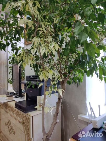 Фикус бенджамина двухцветный