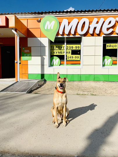 Арендный бизнес Монетка, 365 м²