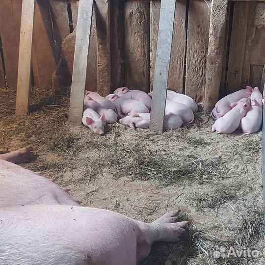 Поросята к бронированию f1