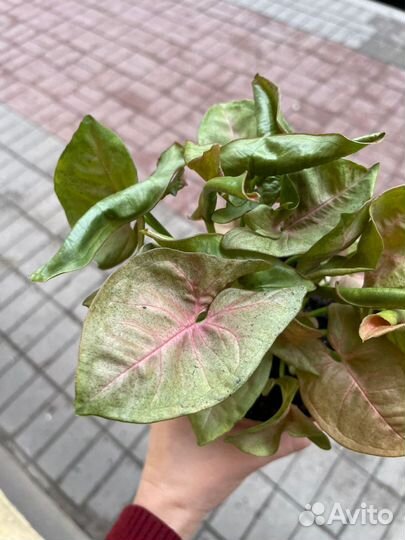 Сингониум сортовой