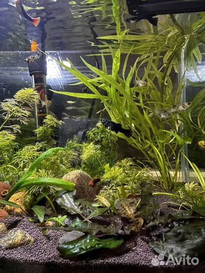 Аквариумные рыбки