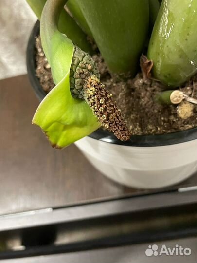 Замиокулькас