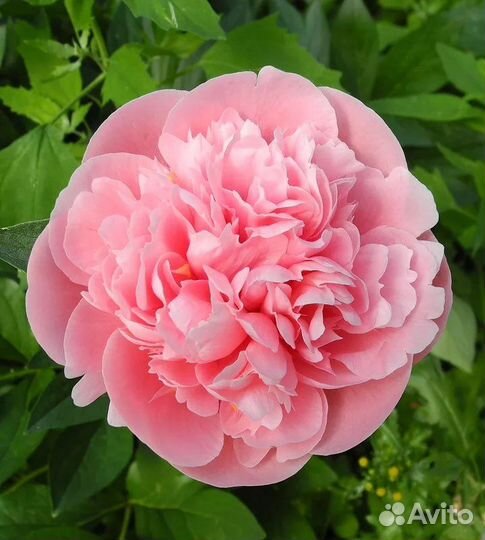 Пион Этчид Сальмон