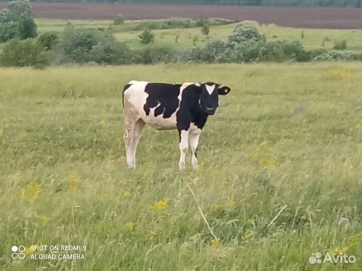 Продам двух тёлок