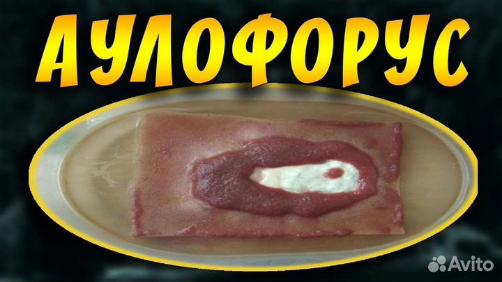 Живой корм и таблетки для кормления рыб