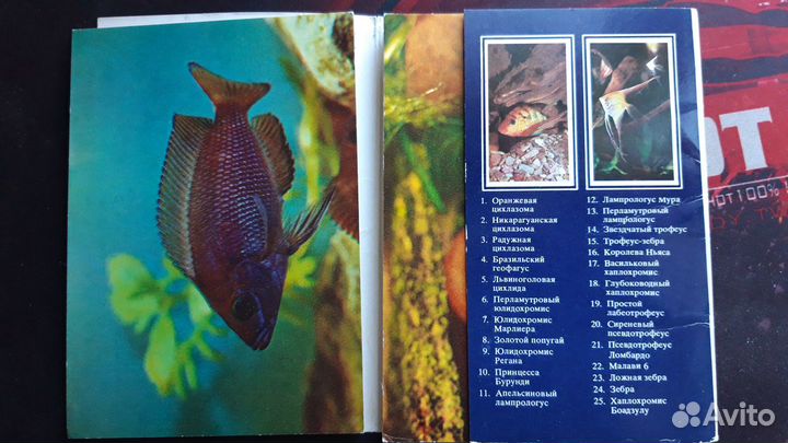 Рыбки аквариумные - набор открыток 25шт