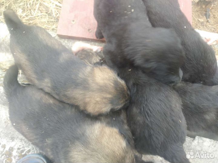 Кавказская овчарка