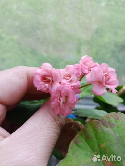 Пеларгония розебундная, циропегия Вудду