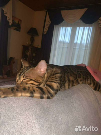 Бенгальский котенок