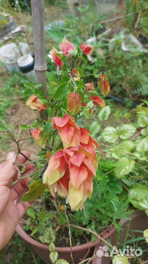 Белопероне