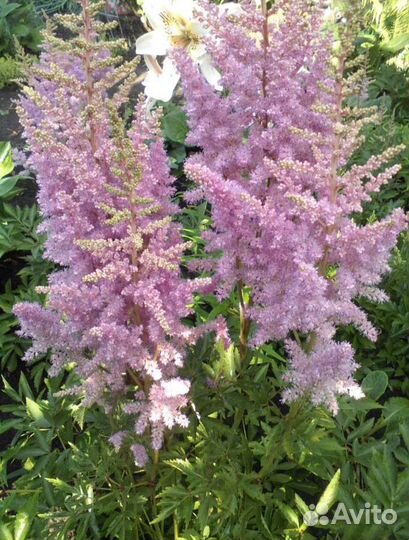 Многолетники