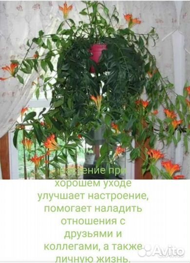 Эсхинантус жар птица