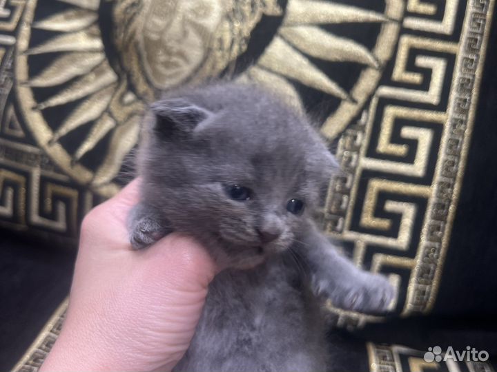 Шотландская вислоухая