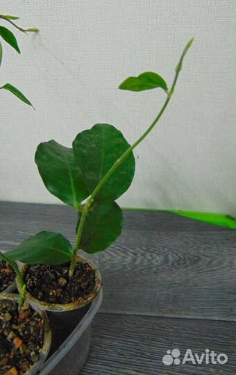 Комнатный жасмин укорененные черенки