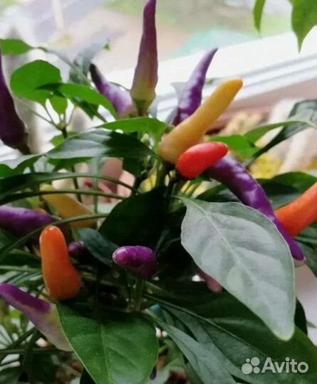 Перчик Эврика