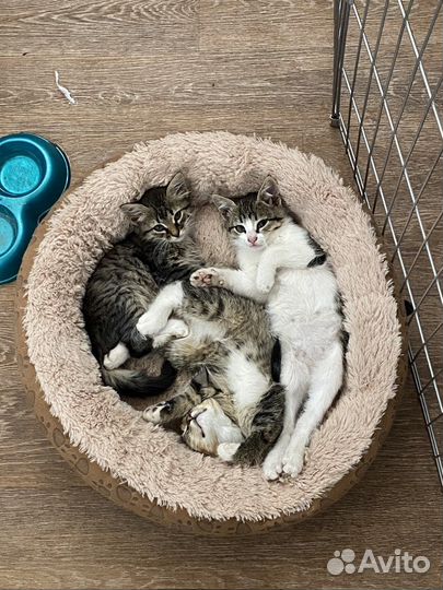 Отдам котят в добрые руки