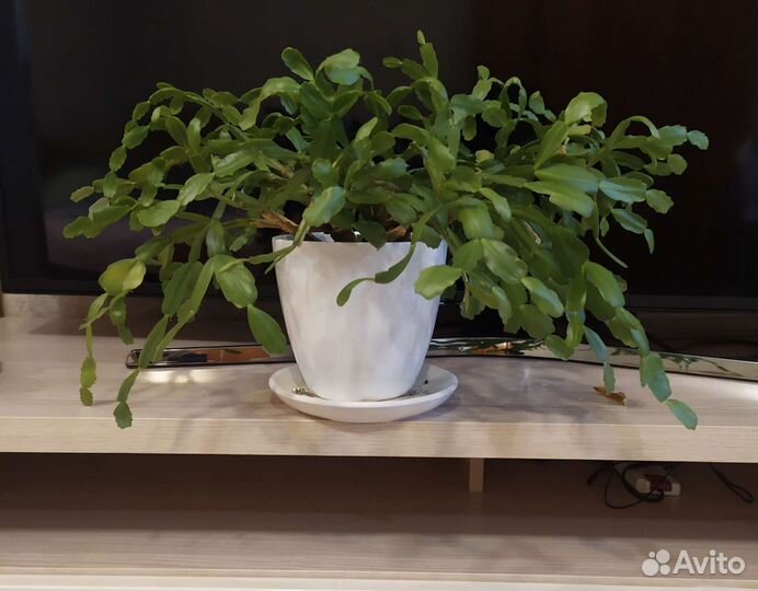 Декабрист розовый