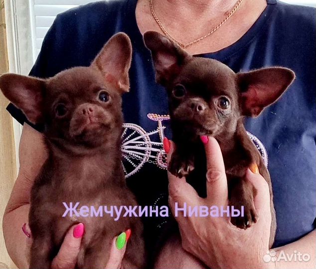 Лиловый кобель для вязок