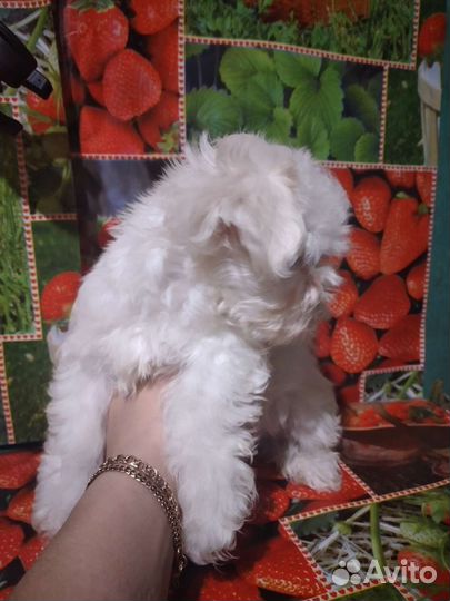 Мальтезе мальчик с документами