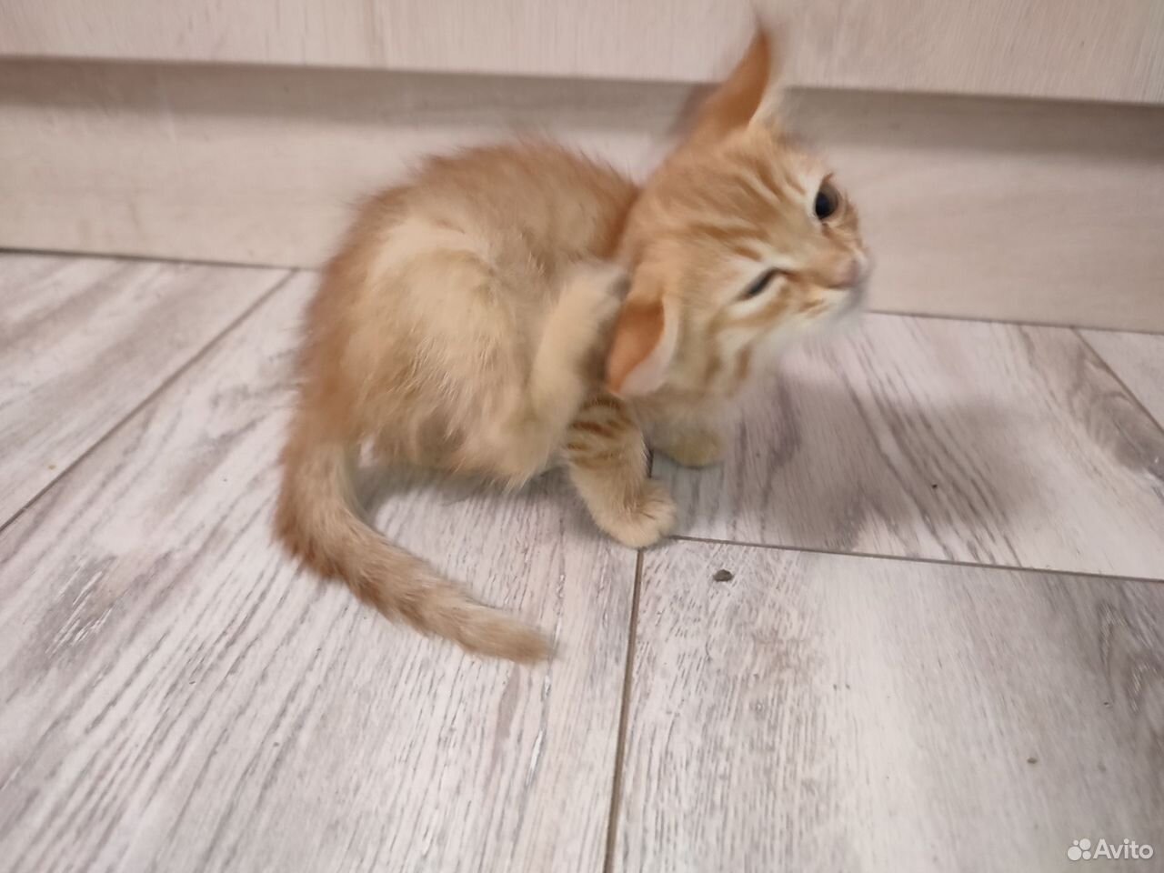 Котёнок в добрые руки, Краснодар