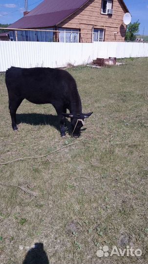 Продажа крс