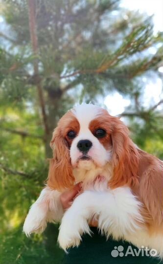 Кинг чарльз спаниель