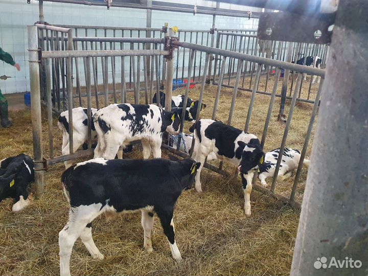 Телята бычки мясного направления