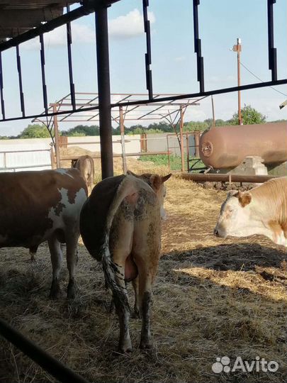 Продаю бычков сементалы.75 за одного в круг