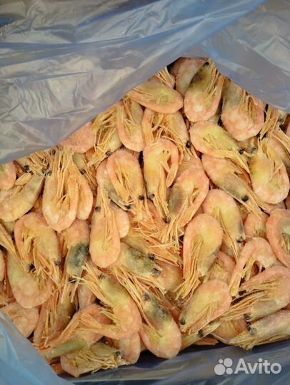 Креветка северная