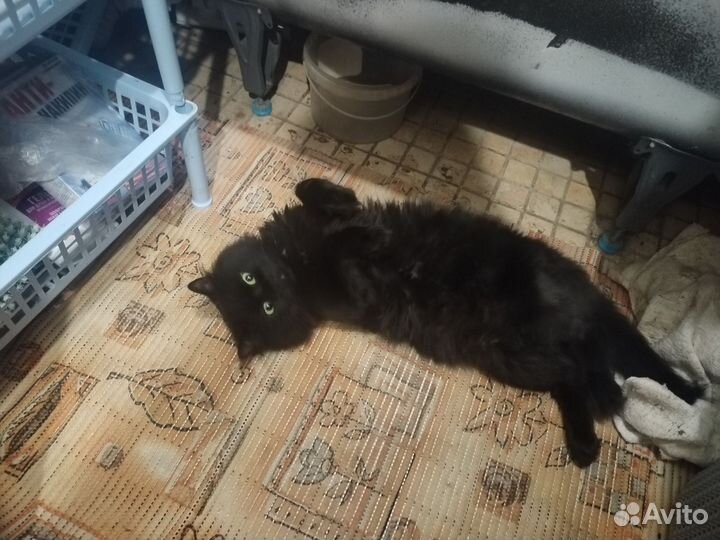 Кот на вязку