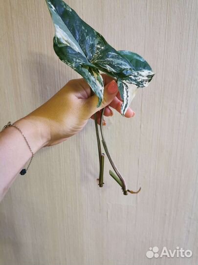 Сингониум империал вайт imperial white