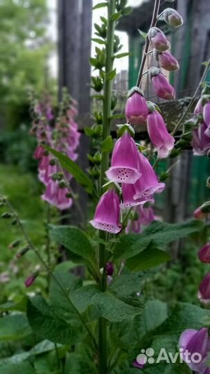 Наперстянка 