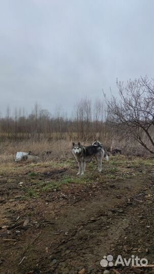 Собака западно- сибирская лайка