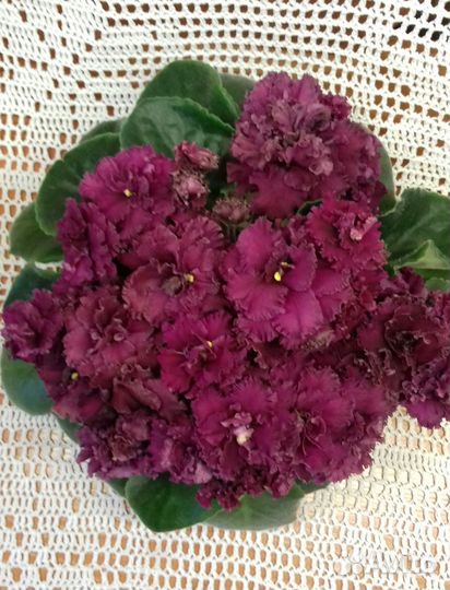 Комнатные цветы фиалки