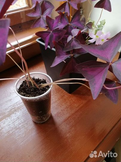 Комнатные цветы кислица