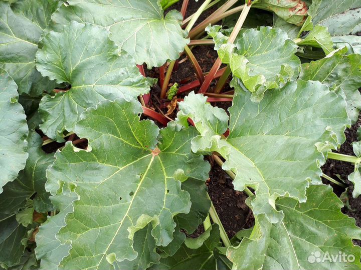 Ревень,магония