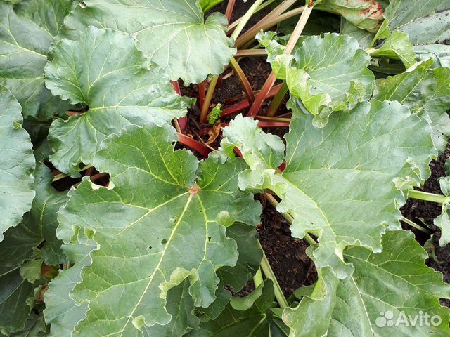 Ревень,магония