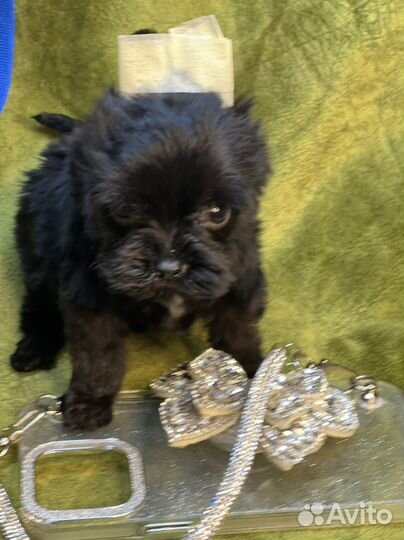 Микро малыш йокширского терьера