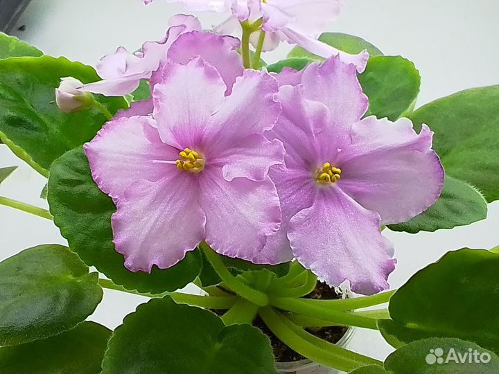 Цветущие фиалки