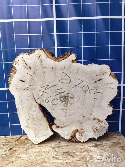 Спил тополя