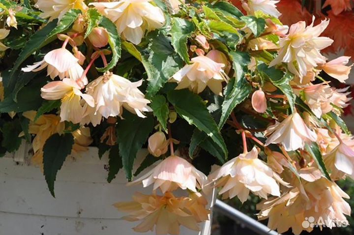 Бегония Беллекония