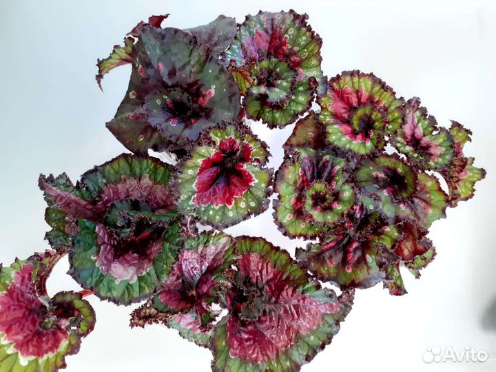 Бегонии декоративно-лиственные